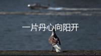 一片丹心向陽開