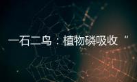 一石二鳥：植物磷吸收“自我調節”的奧秘—新聞—科學網