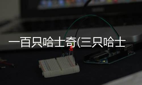 一百只哈士奇(三只哈士奇)