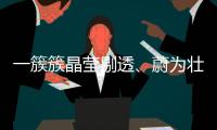 一簇簇晶瑩剔透、蔚為壯觀…黃河清水河縣段出現流凌～