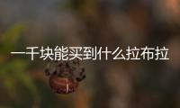 一千塊能買到什么拉布拉多犬？1000塊錢能買到純種拉布拉多嗎