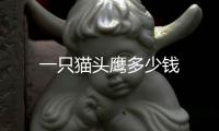 一只貓頭鷹多少錢