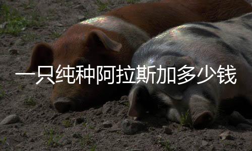 一只純種阿拉斯加多少錢??？一只純種阿拉斯加犬大概多少錢