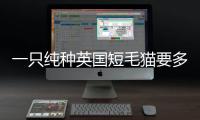 一只純種英國短毛貓要多少錢？ 普通英國短毛貓價格