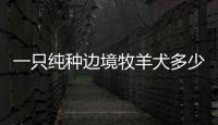 一只純種邊境牧羊犬多少錢(一只純種柯基多少錢)