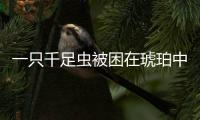 一只千足蟲被困在琥珀中長(zhǎng)達(dá)9900萬年
