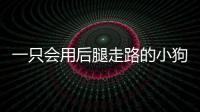 一只會(huì)用后腿走路的小狗
