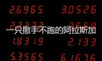 一只撒手不跑的阿拉斯加犬圖片
