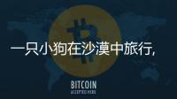 一只小狗在沙漠中旅行,結果死了,他是應該怎樣死的?