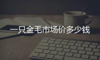 一只金毛市場價多少錢