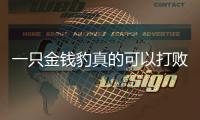 一只金錢豹真的可以打敗8個藏獒嗎？ 云南日報一只豹子和八只藏獒