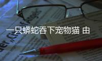 一只蟒蛇吞下寵物貓 由于體重太重蛇壓破了天花板