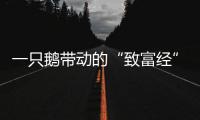 一只鵝帶動的“致富經(jīng)”