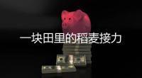 一塊田里的稻麥接力