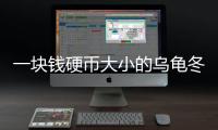 一塊錢硬幣大小的烏龜冬天怎么養
