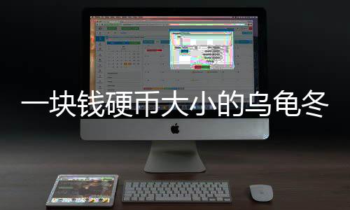 一塊錢硬幣大小的烏龜冬天怎么養(yǎng)