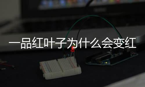 一品紅葉子為什么會變紅