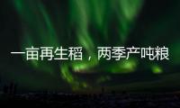 一畝再生稻，兩季產噸糧_