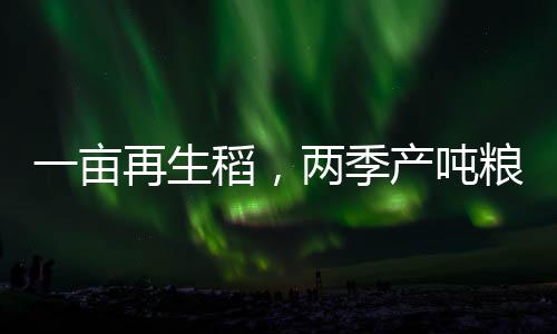 一畝再生稻，兩季產噸糧_