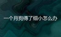 一個月狗得了細小怎么辦？一個月的狗狗得細小還有救嗎?