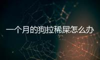 一個月的狗拉稀屎怎么辦(一個月的狗拉蟲子怎么回事)