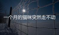 一個月的貓咪突然走不動了  一個月的貓咪突然走不動路