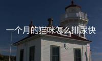 一個(gè)月的貓咪怎么排尿快？一個(gè)月的小貓?jiān)趺磁拍?/></div></a><time dropzone=