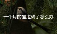 一個月的貓拉稀了怎么辦(一個月的奶貓怎么喂)