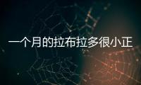 一個月的拉布拉多很小正常嗎？拉布拉多一個多月的樣子