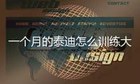 一個月的泰迪怎么訓練大小便？一個多月的泰迪拉屎怎樣算正常