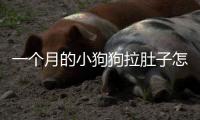一個月的小狗狗拉肚子怎么辦(小狗狗喂什么食物)