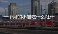 一個月的小貓吃什么吐什么(小貓為什么吃什么吐什么)
