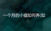 一個月的小貓如何養(如何養好小貓)
