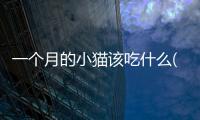 一個月的小貓該吃什么(一個月的小貓怎么養)