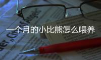 一個月的小比熊怎么喂養(一個月的小貓應該喂什么)