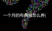 一個月的布偶貓怎么養(yǎng)(老年布偶貓什么樣子)