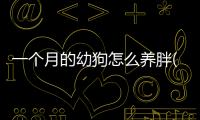 一個月的幼狗怎么養胖(一個月不到的狗怎么養)
