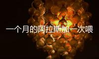 一個月的阿拉斯加一次喂多少狗糧(一個月大的阿拉斯加一頓吃多少)