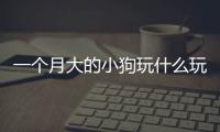一個月大的小狗玩什么玩具(一個月大的小狗怎么喂養)