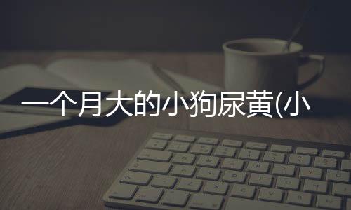 一個月大的小狗尿黃(小狗拉肚子能吃雞蛋黃嗎)