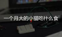 一個(gè)月大的小貓吃什么食物好？一個(gè)月大的小貓吃什么貓糧