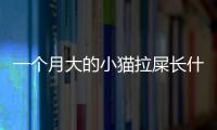 一個月大的小貓拉屎長什么樣(一個月大的小貓拉屎嗎)
