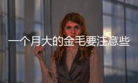 一個(gè)月大的金毛要注意些什么(一個(gè)月金毛幼犬怎么喂養(yǎng)方法)