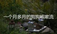 一個月多月的狗狗咳嗽流鼻涕怎么辦啊？一個多月的小狗咳嗽流鼻涕怎么辦