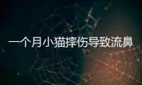 一個月小貓摔傷導(dǎo)致流鼻血(一個月小貓吃什么食物)
