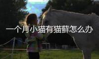 一個月小貓有貓?zhí)\怎么辦(一個月的小貓可以吃貓條嗎)
