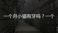 一個月小貓有牙嗎？一個月的小貓有牙齒嗎