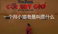 一個月小貓老是叫是什么原因呢(一個月小貓老是叫怎么辦)
