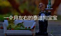 一個月左右的泰迪狗寶寶吃什么呀(小泰迪一個月怎么喂養(yǎng))