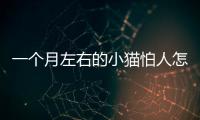 一個月左右的小貓怕人怎么辦(一個月的小貓特別怕人)